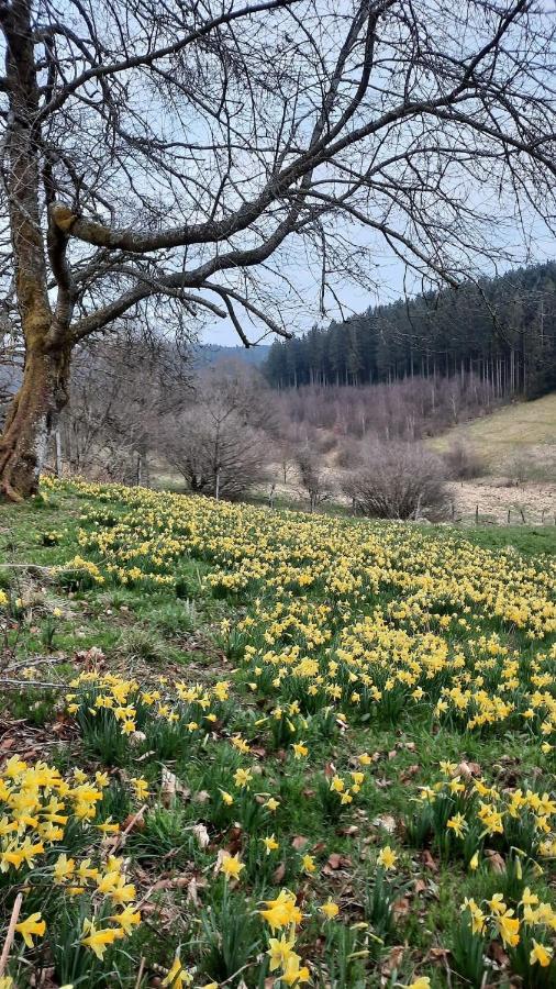 Urlaub Am Schwarzbach Mit Sauna Und Whilpool Bütgenbach Zewnętrze zdjęcie